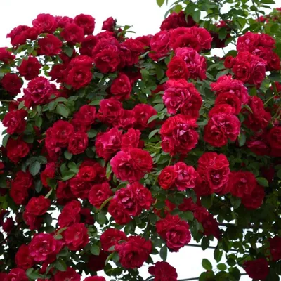 Чудесная картинка розы Вейченблау для скачивания