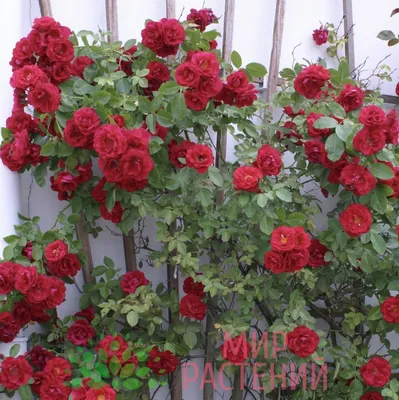 Ошеломляющее фото розы Вейченблау