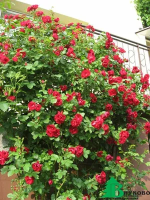 Роскошная роза Вейченблау на потрясающем снимке