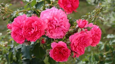 Потрясающая картина розы Вейченблау