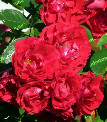 Изящная роза Вейченблау на картинке
