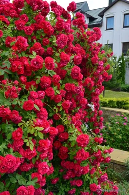 Привлекательная роза Вейченблау на фото