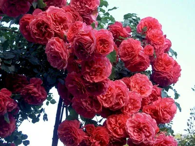Фотография роскошной розы Вейченблау