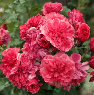 Потрясающий снимок красивой розы Вейченблау