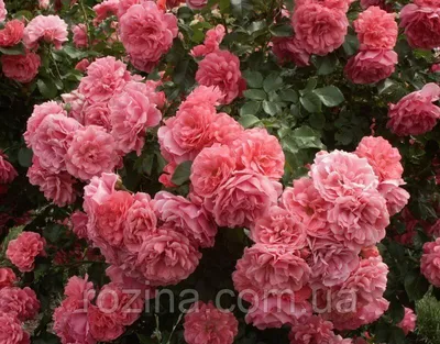 Удивительная картинка розы Вейченблау для скачивания