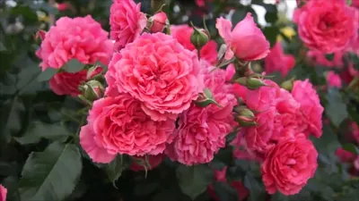 Изысканная роза Вейченблау на фотографии