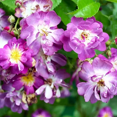 Восхитительная роза Вейченблау на фото