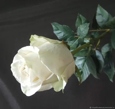 Картинка розы Вендела в различных размерах