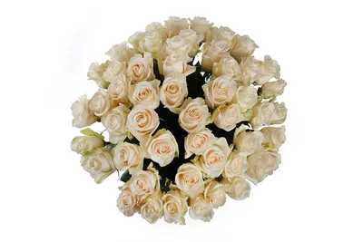 Фотография прекрасной розы Вендела