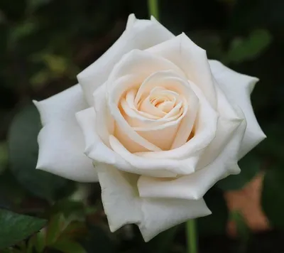 Изображение розы Вендела для скачивания