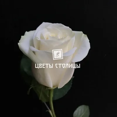 Фото розы Вендела с возможностью выбора размера и формата