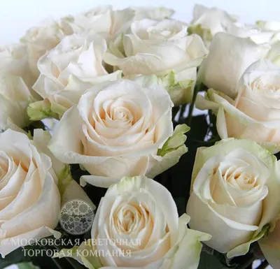 Изображение розы Вендела в png формате для скачивания