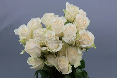 Фото розы Вендела в разных вариантах форматов