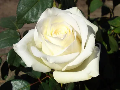 Фотография красивой розы Вендела в высоком разрешении