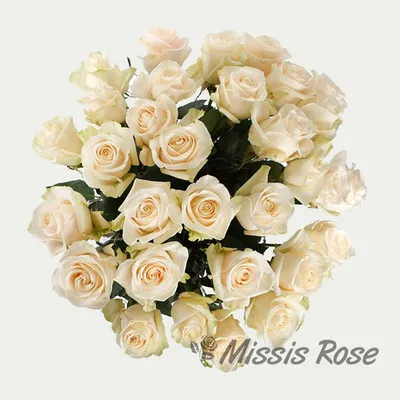 Изображение розы Вендела в png формате для скачивания
