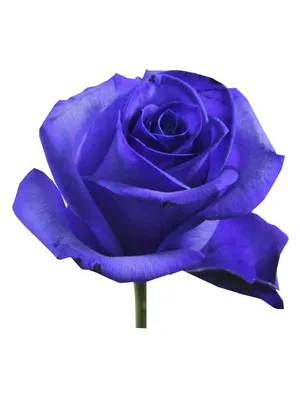 Фото красивой розы Вендела в формате webp