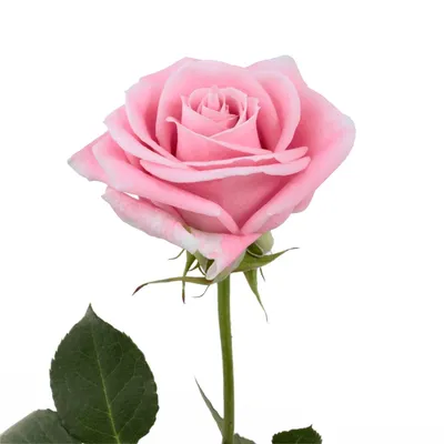 Картинка розы Вендела в различных вариантах размеров