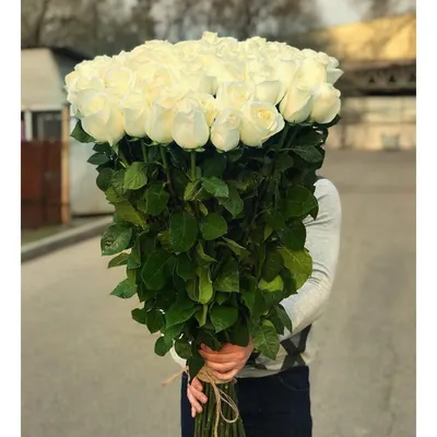 Фото розы Вендела с выбором размера и формата