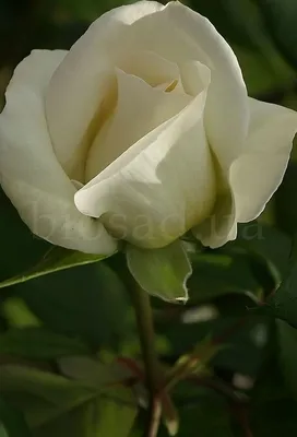 Картинка розы Вендела с высоким разрешением для скачивания