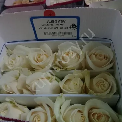 Фото красивой розы Вендела в формате webp