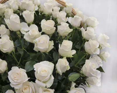 Фото розы Вендела с возможностью выбора формата