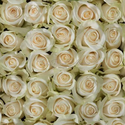 Картинка розы Вендела с возможностью выбора размера