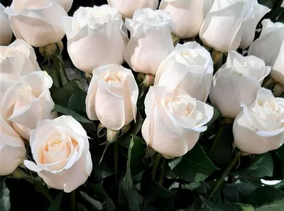 Роза венделла - прекрасное фото в высоком разрешении 