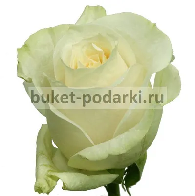 Фото розы венделла в ярком и насыщенном стиле 