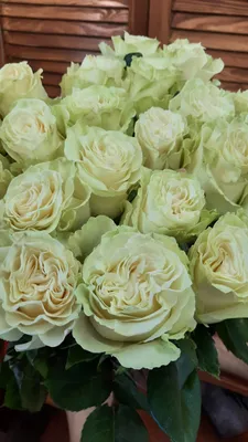 Роза венделла - нежное изображение в png формате 