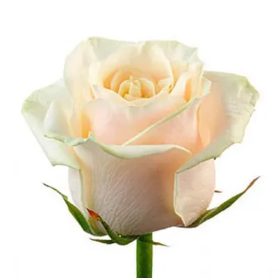 Фото розы венделла в формате webp с великолепным качеством 