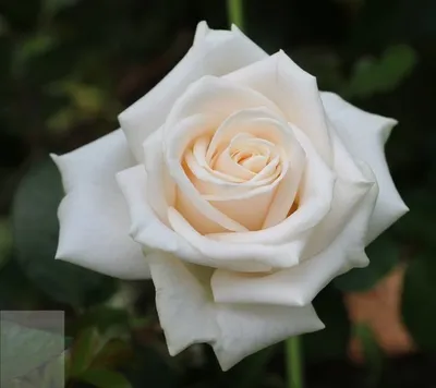Восхитительная картинка розы венделла для вдохновения 