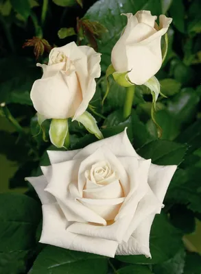 Фотография розы венделла с мягкими и оттенками 