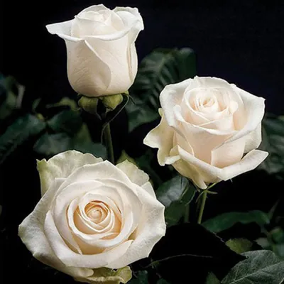 Фото розы венделла с шикарным внешним видом 