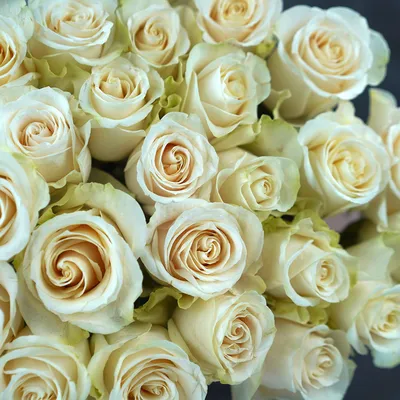 Роза венделла - великолепное изображение в webp формате 