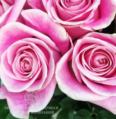 Бесподобная картина розы венделла на прекрасном снимке 