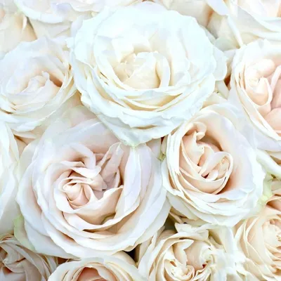 Фотография розы венделла, отображающая ее уникальность 