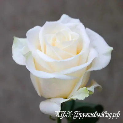 Роза венделла - еще одно шедевральное изображение 