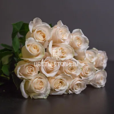 Фото розы венделла, за которым приятно наблюдать.