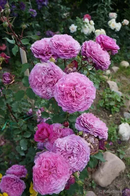 Уникальная фотография розы вентило
