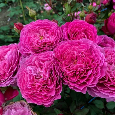 Фото розы вентило в формате jpg для печати