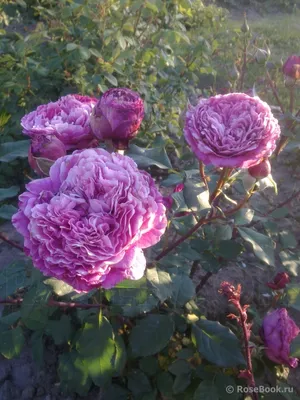 Невероятно красивая фотография розы вентило