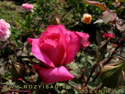 Изображение розы вентило в формате webp для веб-страницы