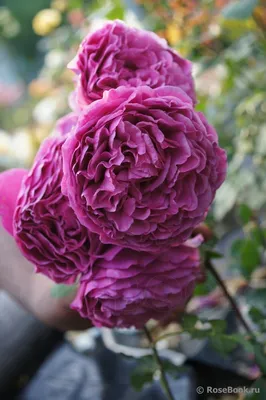 Прекрасная фотография цветка розы вентило