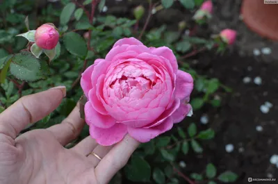 Изображение розы вентило в формате webp для быстрой загрузки