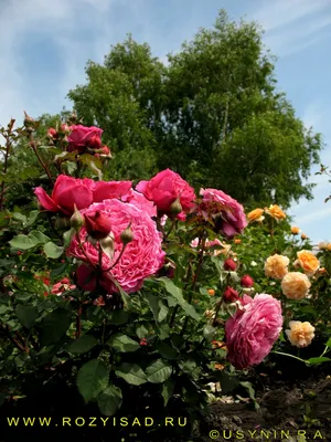 Фото розы вентило в формате jpg для создания постера