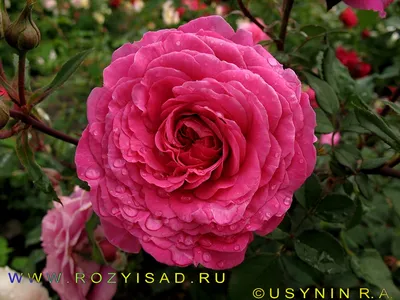 Изображение розы вентило для использования в соцсетях