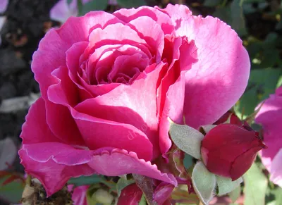 Фото розы вентило в формате webp для быстрой загрузки на веб-страницу