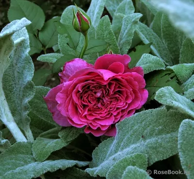 Уникальная фотография розы вентило для вашего проекта