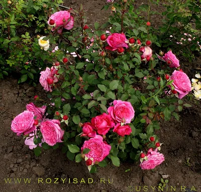 Фото розы вентило в формате webp