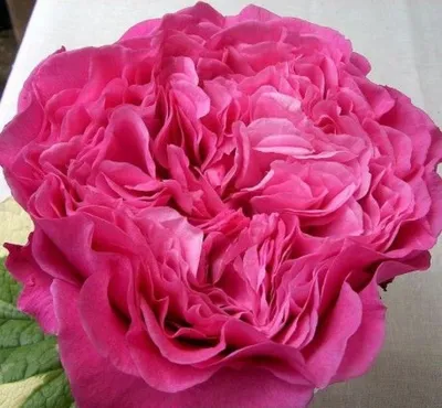 Картинка розы вентило в высоком разрешении для печати на холсте